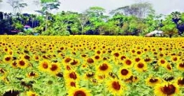 ফরিদপুরে বাণিজ্যিকভাবে সূর্যমুখী চাষে আগ্রহ বাড়ছে চাষীদের